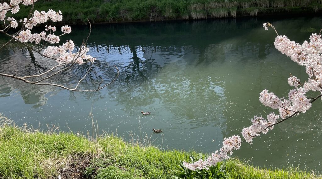 鴨が泳ぐ川と桜の花