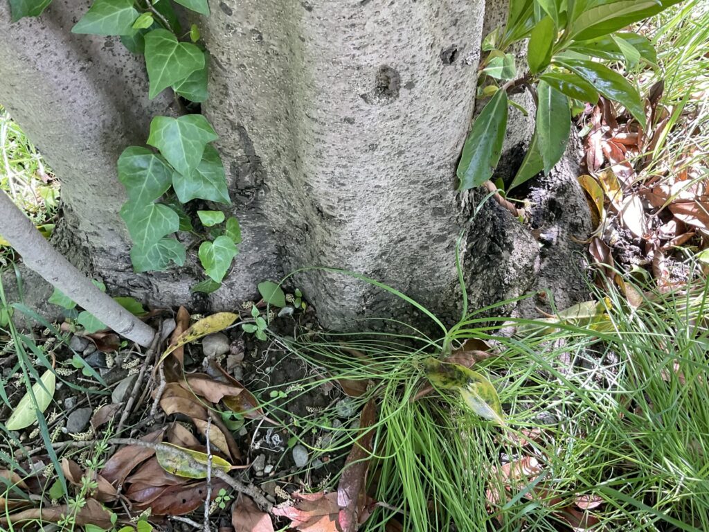 木の根元に生えるノビル